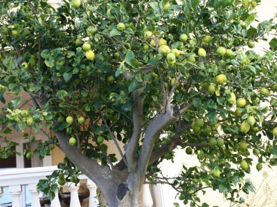 Holiday house Casa Llimonera - Outdoor photo 3