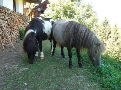 Holiday apartment Flatscherhof - Holiday Mountain Farm Italy - Outdoor photo 6
