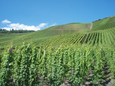Apartment Romantischer Aufenthalt mit Blick auf den Weinberg - Environment photo 22