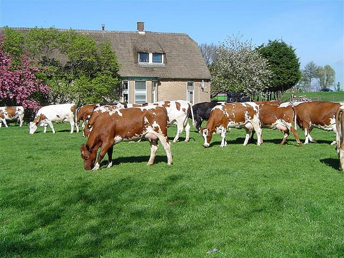 Holiday apartment on the farm - Hoeve Nooitgedacht