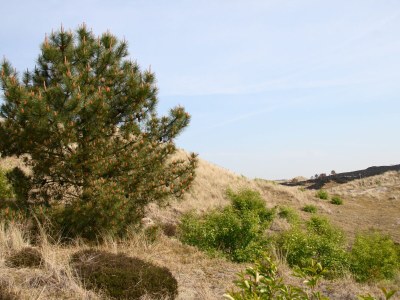 Holiday apartment De Sloep - Environment photo 28