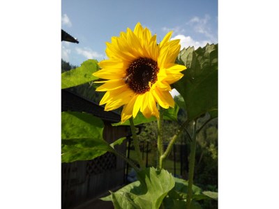 Holiday apartment Sonnenblume-OberbÃ¼hl - Outdoor photo 7