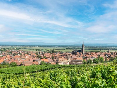 Apartment Apartment in Dambach near Vineyards - Environment photo 21