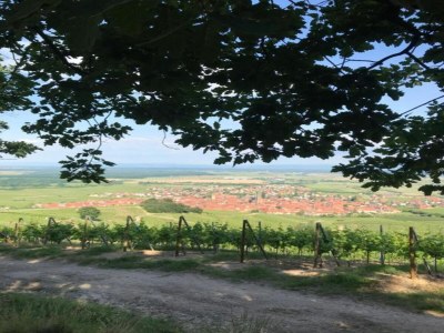 Apartment Apartment in Dambach near Vineyards - Environment photo 30