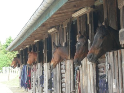 Holiday apartment - horse-back riding and vacation park "Tannenhof" - Environment photo 11