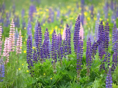 Holiday apartment Lupine - Environment photo 19