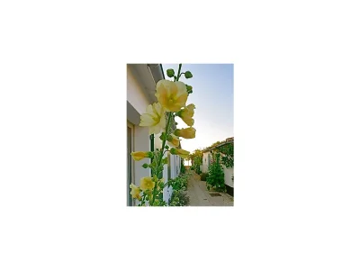 Holiday house Tadorne: Beautiful and modern near the beach - Outdoor photo 13