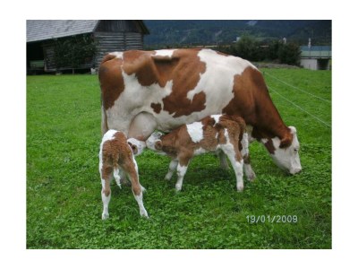 Apartment Ferienhaus Johann - 2 Schlafräume, Bad, 2 sep. WC - Outdoor photo 25