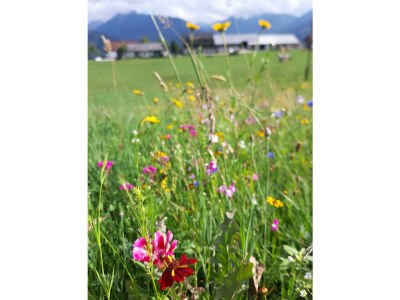 Apartment Apartment/1 Schlafraum/Dusche, WC - Outdoor photo 67