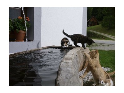 Apartment Appartement ZIRBE - Outdoor photo 2