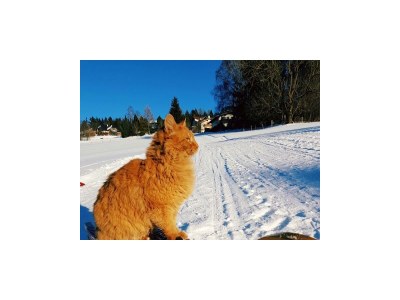 Holiday room Happy Spatzenwinter Komfort plus - Outdoor photo 25