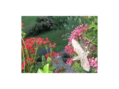 Apartment Appartement Hohl Nr. 2 - Outdoor photo 42