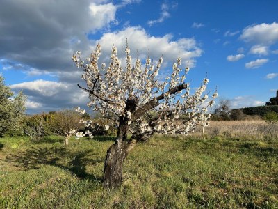 Holiday apartment Cerisiers - Rosiers - Outdoor photo 19