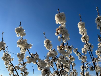 Holiday apartment Cerisiers - Rosiers - Outdoor photo 20