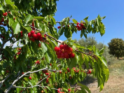 Holiday apartment Cerisiers - Rosiers - Outdoor photo 21