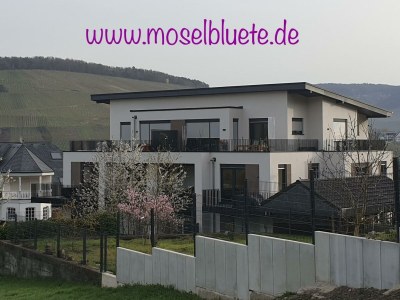 Apartment Ferienwohnung Moselblüte in Bernkastel-Kues - Apartment