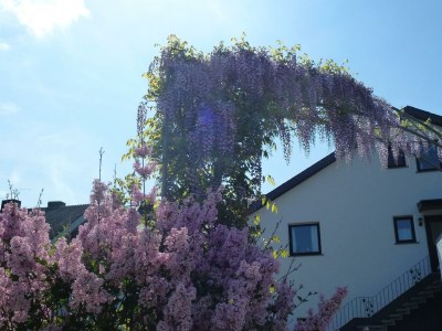 Apartment Fewo 2 Cuvee - Outdoor photo 4