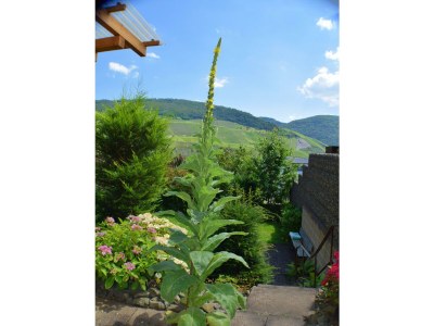 Apartment Ferienwohnung Gartenblick - Outdoor photo 6