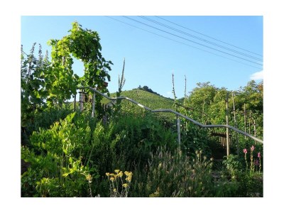 Apartment Appartement mit Terrasse - Outdoor photo 15
