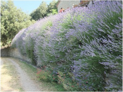 Holiday apartment Borgo Morgiano - Outdoor photo 8