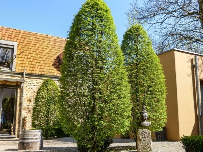 Apartment Fewo Kastanienbusch - Outdoor photo 7