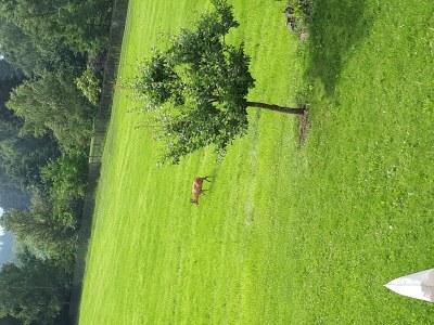 Apartment 2-Bett-Ferienw. Wald und Wiese Du/WC, Nichtraucher - Outdoor photo 40