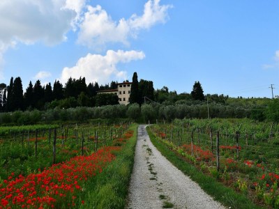 Villa Rustic Elegance Near Florence - Outdoor photo 12