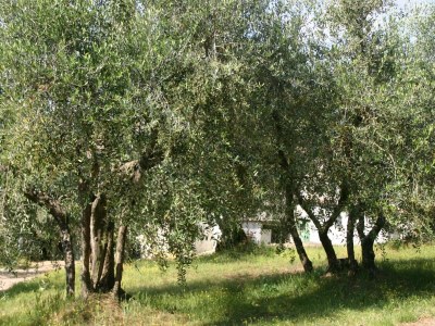 Holiday house Tuscany Bliss: Garden Retreat - Outdoor photo 9