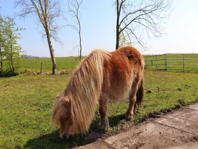 Holiday house B&B farm Grutsk in Suwald with private harbour - Environment photo 30
