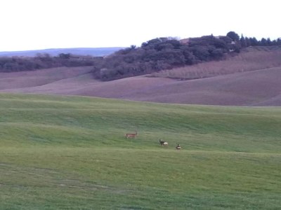 Farmhouse Bauernhaus nahe Siena & Thermalquellen - Environment photo 28