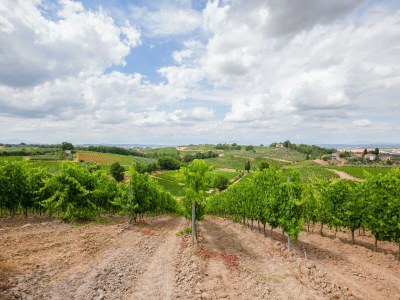 Farmhouse Spacious Tuscany Retreat - Environment photo 34