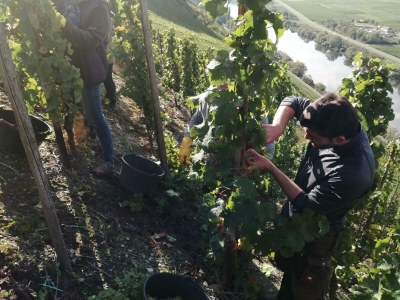Apartment 2-Bettwohnung Riesling **** (Winzerhof) - Outdoor photo 22