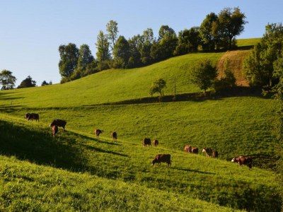 Farmhouse Gemütliche Ferienwohnung im Schwarzwald - Environment photo 29