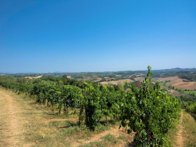 Farmhouse Bauernhaus in Castelfiorentino mit Pool - Outdoor photo 4