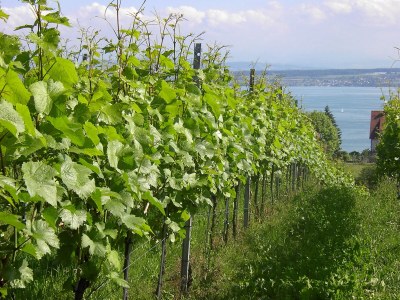 Holiday apartment Rebe-Meersburg House - Environment photo 27