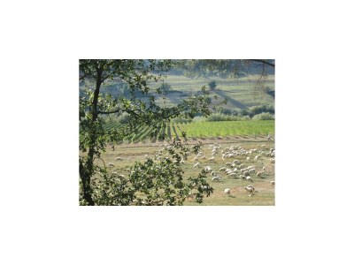 Villa Villa in Lazio mit Pool und Weinbergen - Environment photo 31