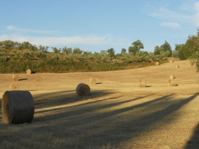 Farmhouse Belvilla by OYO Papavero - Environment photo 35