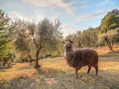 Holiday house Farmhouse in Tuscany with Pool near Montecastello - Outdoor photo 2