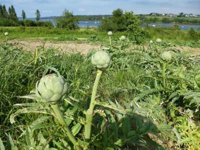Apartment Studio in Plougasnou mit Meerblick und Strand - Environment photo 12