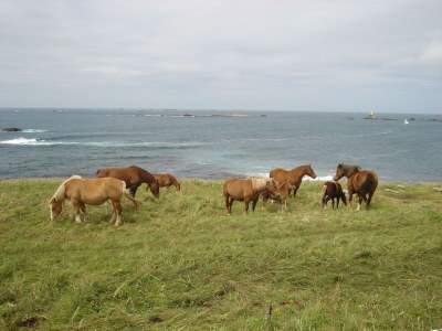 Holiday house House in Brittany with Stunning Sea View - Environment photo 17