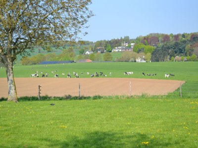 Farmhouse Holiday home in South Limburg with a terrace - Environment photo 34