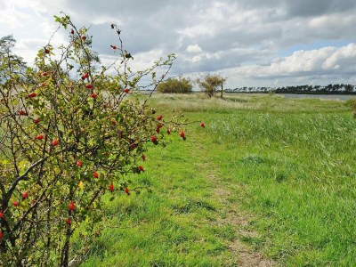 Holiday house Gutshaus Zicker in Garz - Environment photo 13