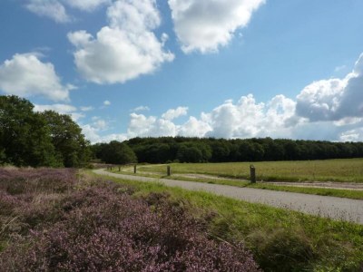 Holiday park Tranquil Stay in Drenthe - Environment photo 16