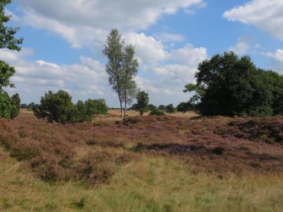 Holiday park Tranquil Stay in Drenthe - Environment photo 26