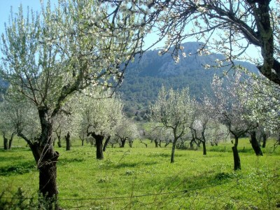 Villa Hort Petit - Environment photo 39