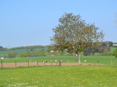 Farmhouse Attractive apartment in South Limburg - Environment photo 14