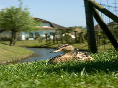Holiday park Villa in Domburg near North Sea Beach - Outdoor photo 26