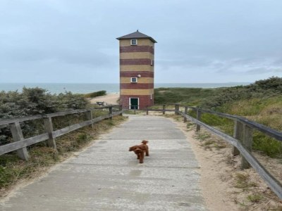 Holiday park Villa in Dishoek nahe Noordzee-Strand - Environment photo 21