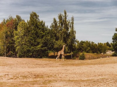 Holiday park Villa in Someren nahe Golfplatz - Environment photo 25