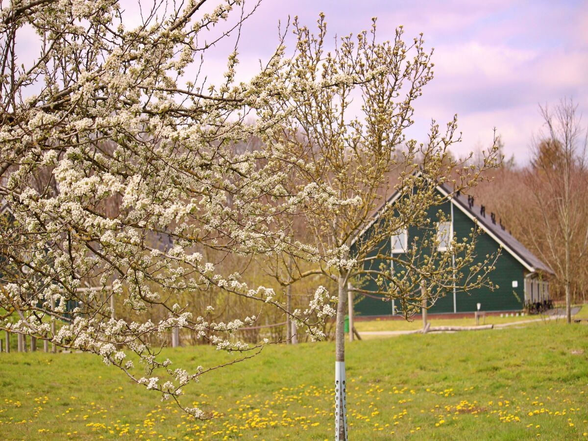 Holiday park Gemütliches Haus am Waldrand - Outdoor photo 5